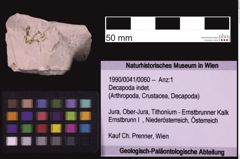 Foto (Objekt + Etiketten) von Decapoda indet. (NHMW-GEO-1990-0041-0060)